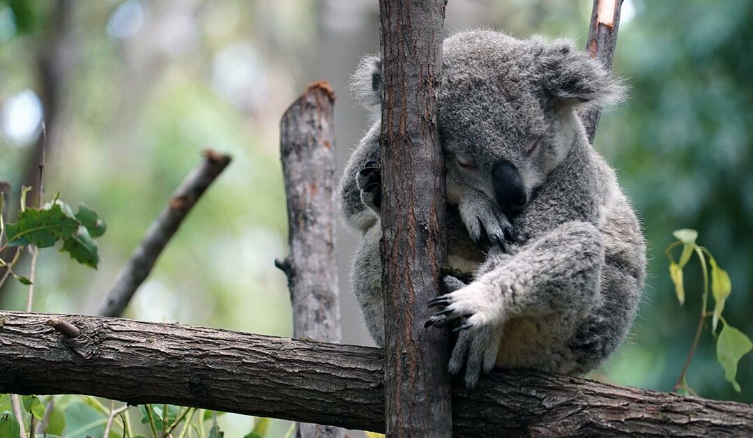 koala enclosure