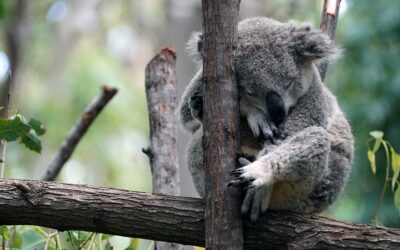 Meet the locals at Currumbin Wildlife Sanctuary