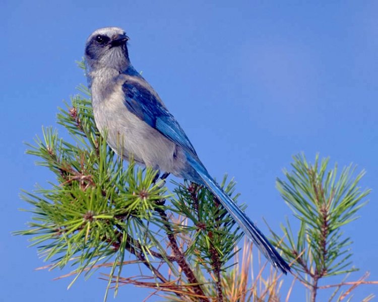 bird florida scrubjay by sky