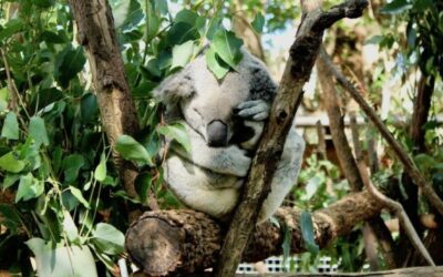 MEET THE LOCALS AT CURRUMBIN WILDLIFE SANCTUARY!