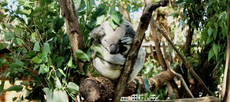 MEET THE LOCALS AT CURRUMBIN WILDLIFE SANCTUARY!