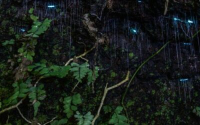 EVENING RAINFOREST GLOW WORM TOUR GOLD COAST