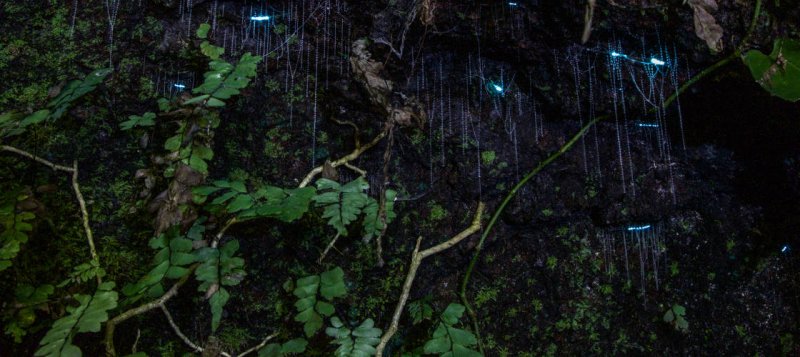 glow-worms-gold-coast