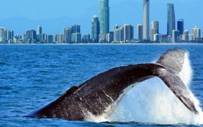 WHALE-WATCH & SPEND THE SCHOOL HOLIDAY ON BURLEIGH BEACH!