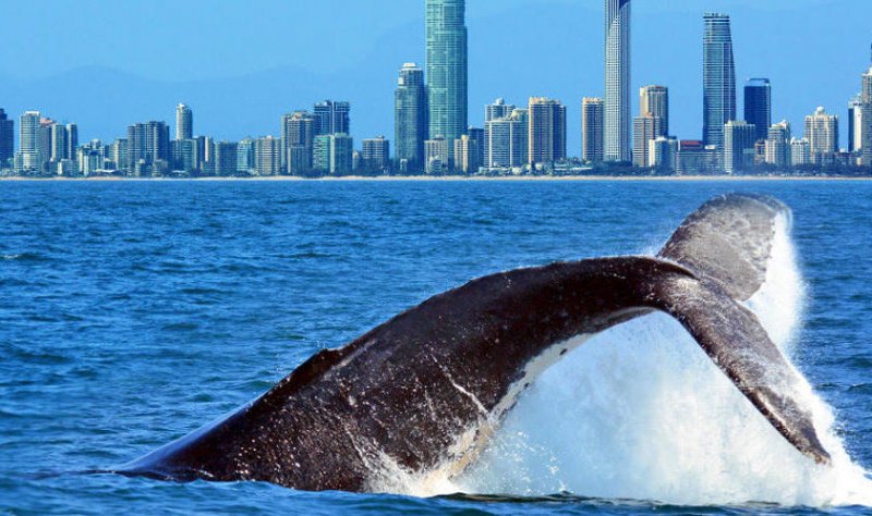 WHALE-WATCH & SPEND THE SCHOOL HOLIDAY ON BURLEIGH BEACH!