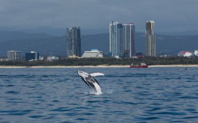 GOLD COAST WHALE WATCHING CRUISES