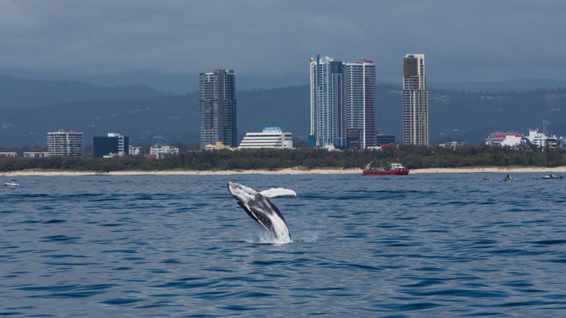 GOLD COAST WHALE WATCHING CRUISES