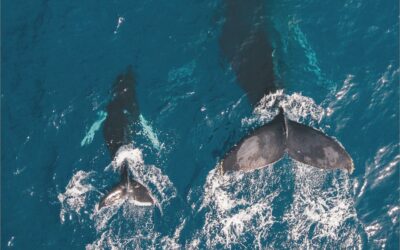 Enjoy the Whale Watching Season in Burleigh Heads and More this Winter