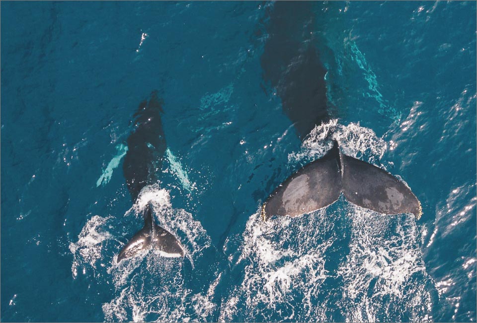 gold coast migrating whales