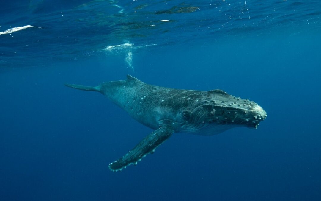 Gold Coast Whale Watching